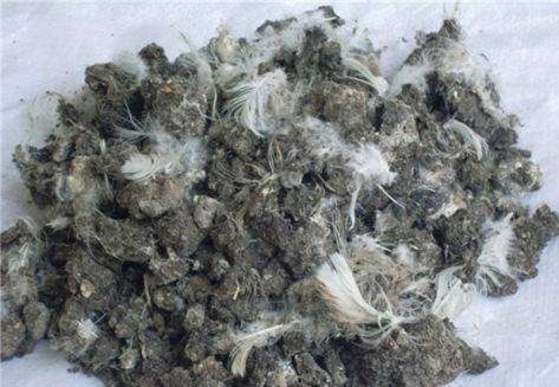 鸡粪