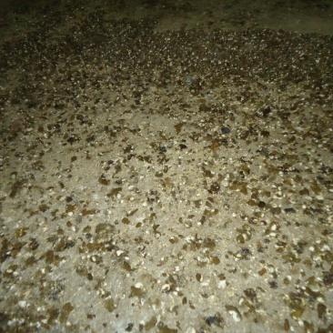 鸡粪