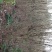 四川眉山大量出售丛生紫荆花