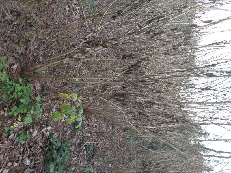 四川眉山大量出售丛生紫荆花