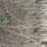 四川眉山大量出售丛生紫荆花