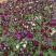 角瑾