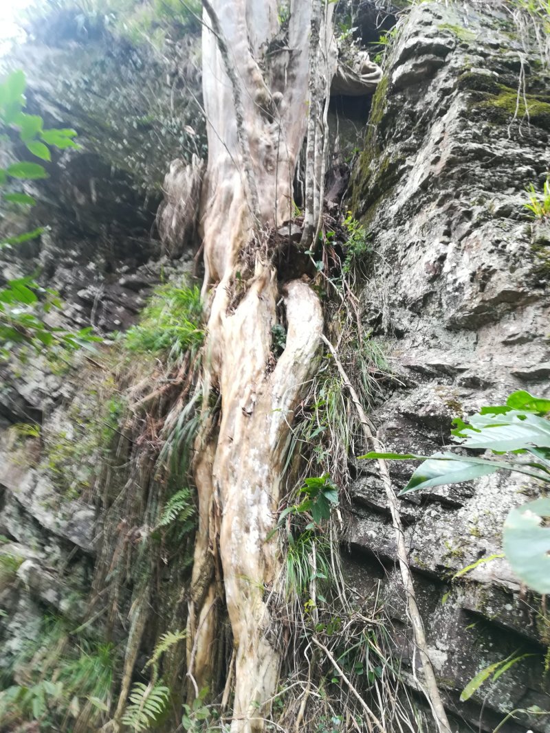野生紫徽树四杆丛生加在一起八十六公分直径。