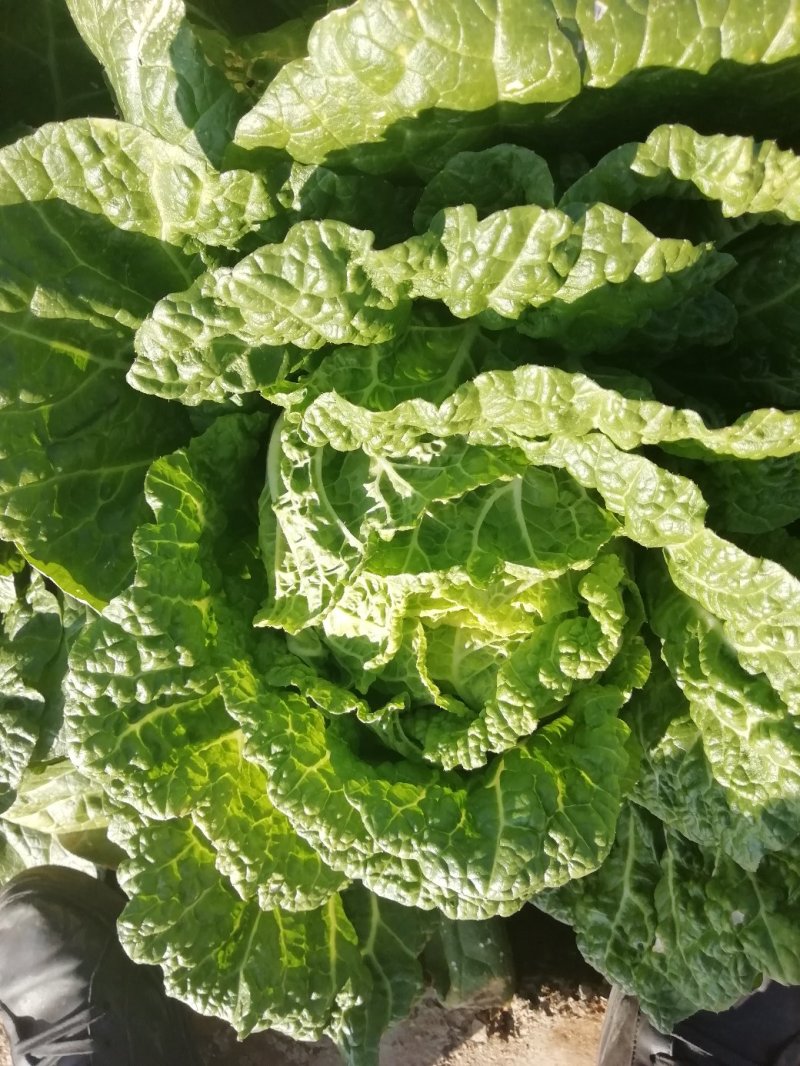 东阳白菜