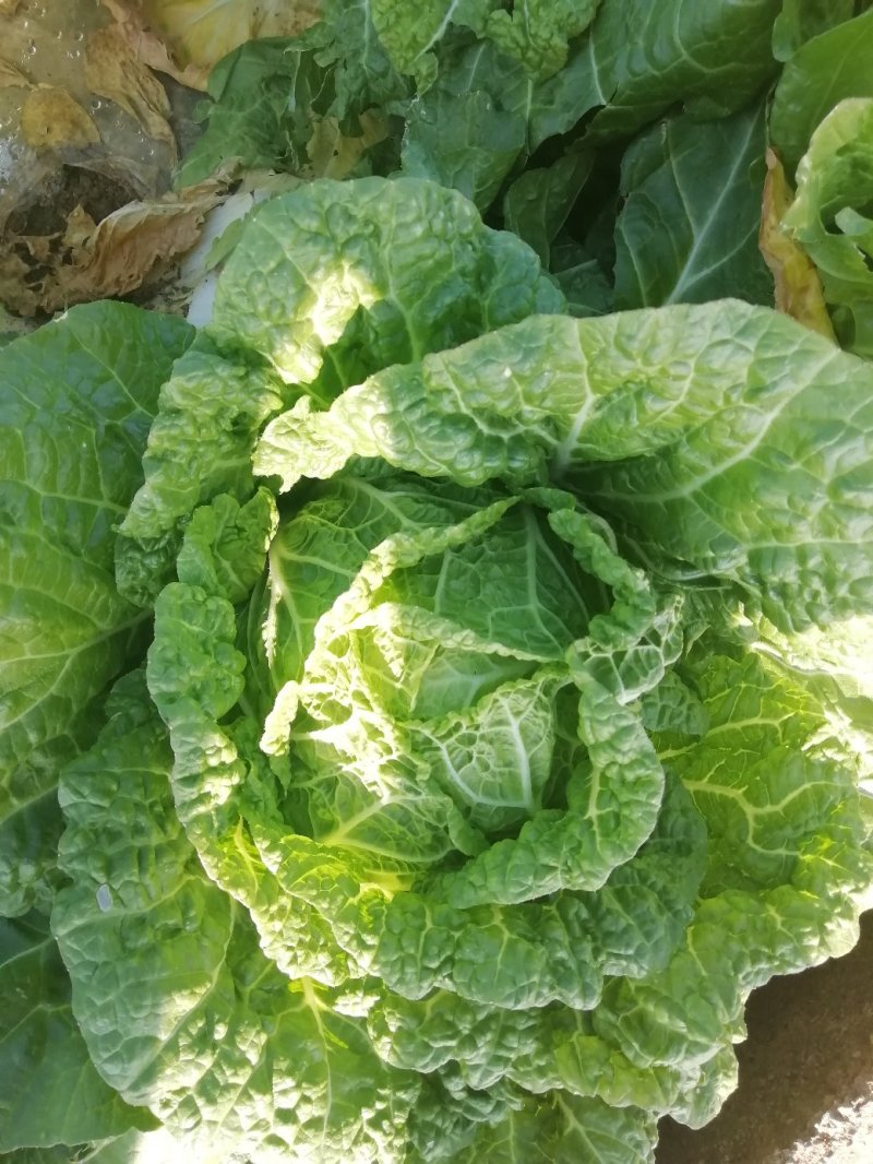 东阳白菜