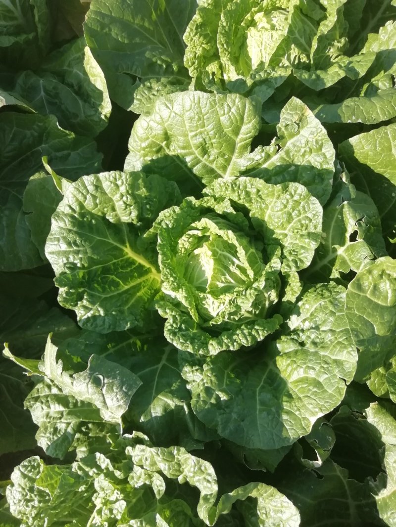 东阳白菜