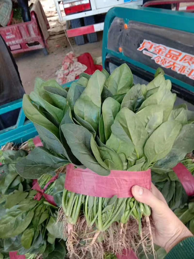 滑县精品大小叶菠菜产地直供一手货源保质保量欢迎咨询