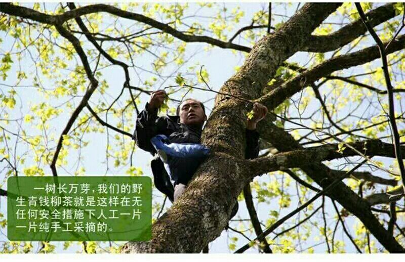青钱柳古树茶，从此不怕糖