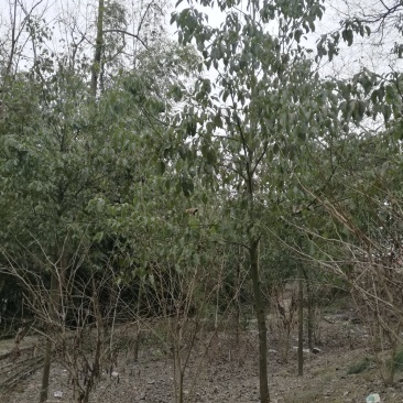 香樟（四季常青，驱蚊净气）