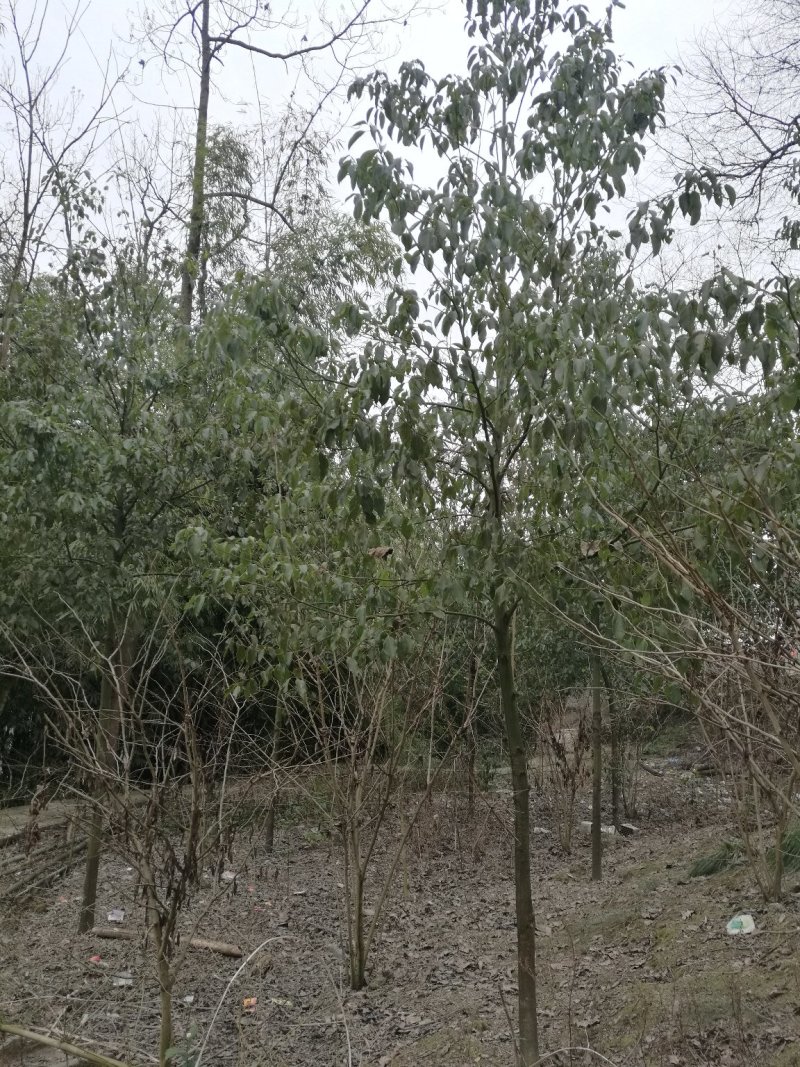 香樟（四季常青，驱蚊净气）
