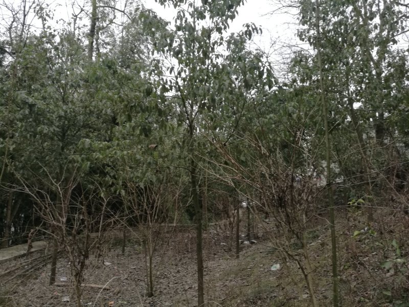 香樟（四季常青，驱蚊净气）