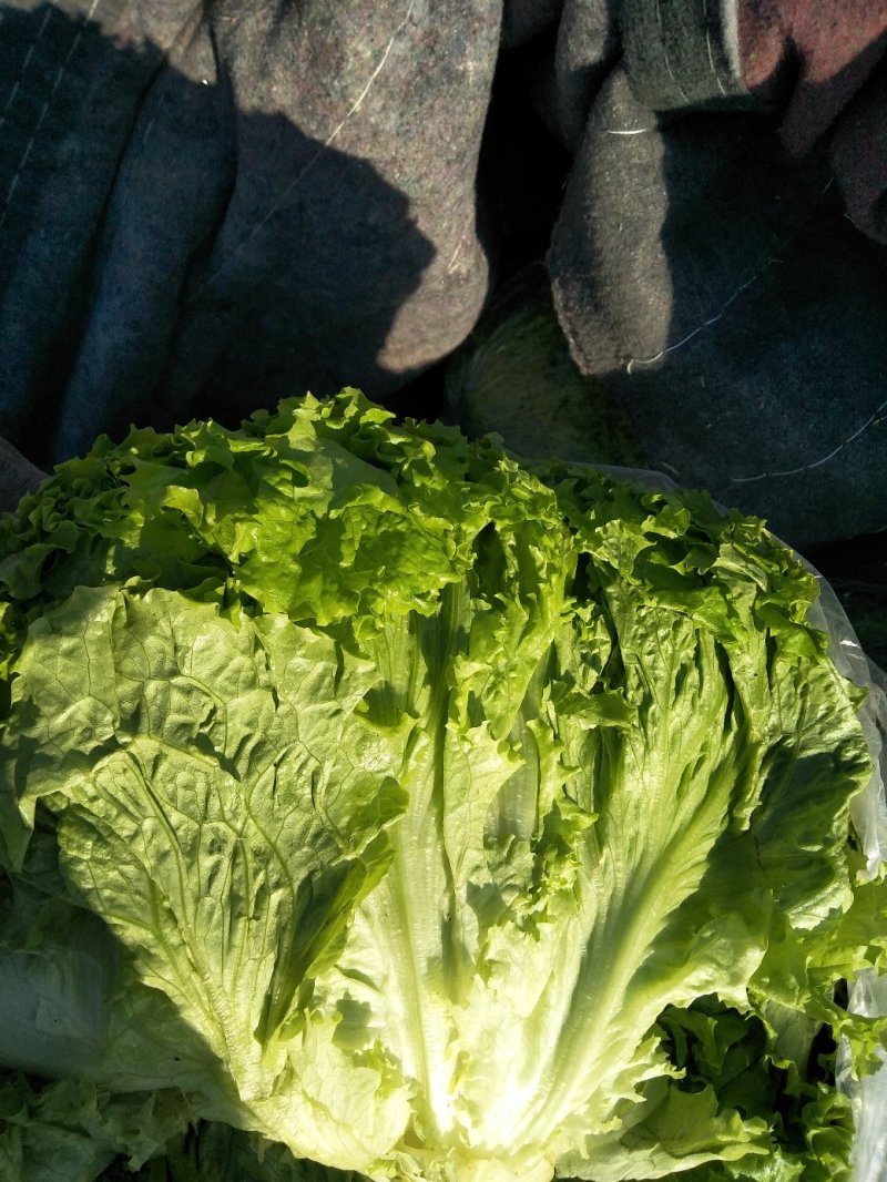 生菜