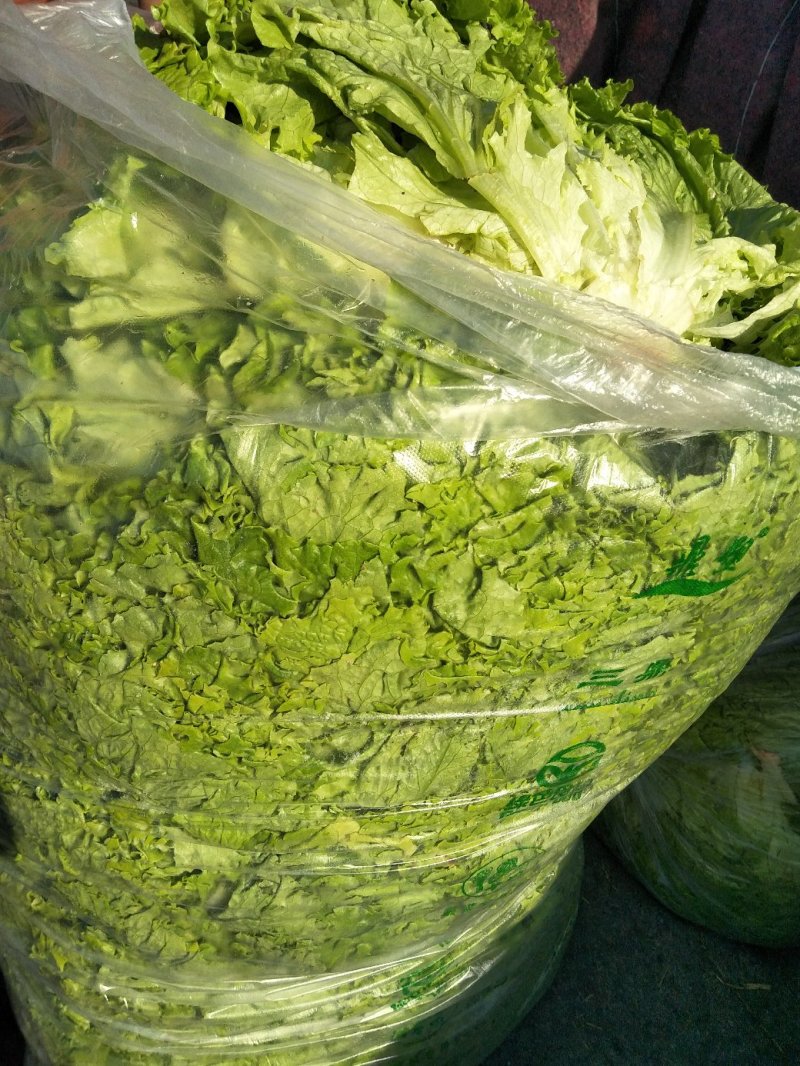 生菜