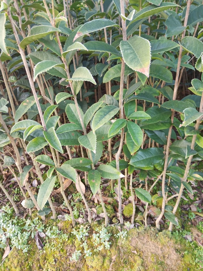 桂花树苗木一大小规格苗货源充足，价格优惠