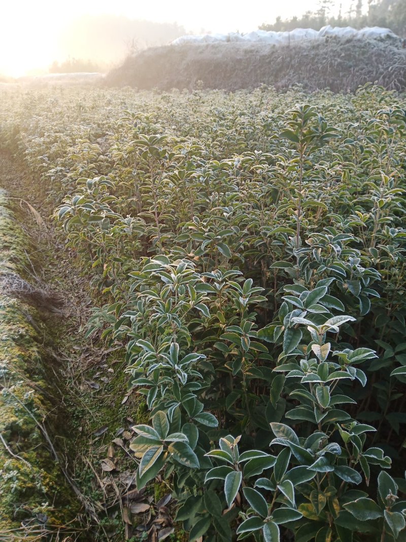 桂花树苗木一大小规格苗货源充足，价格优惠