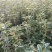 桂花树苗木一大小规格苗货源充足，价格优惠