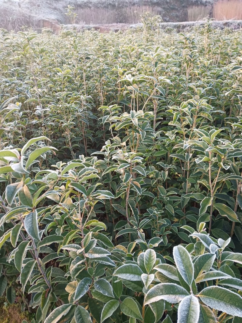 桂花树苗木一大小规格苗货源充足，价格优惠
