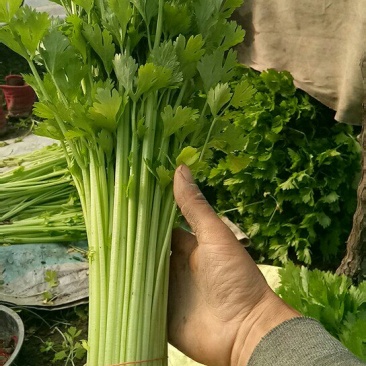 芹菜
