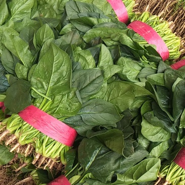 菠菜邯郸菠菜25公分产地直供