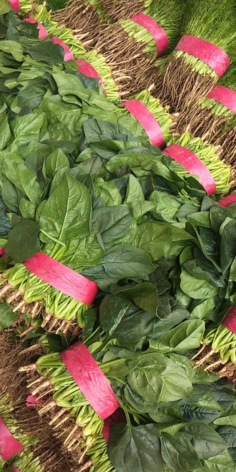 菠菜邯郸菠菜25公分产地直供