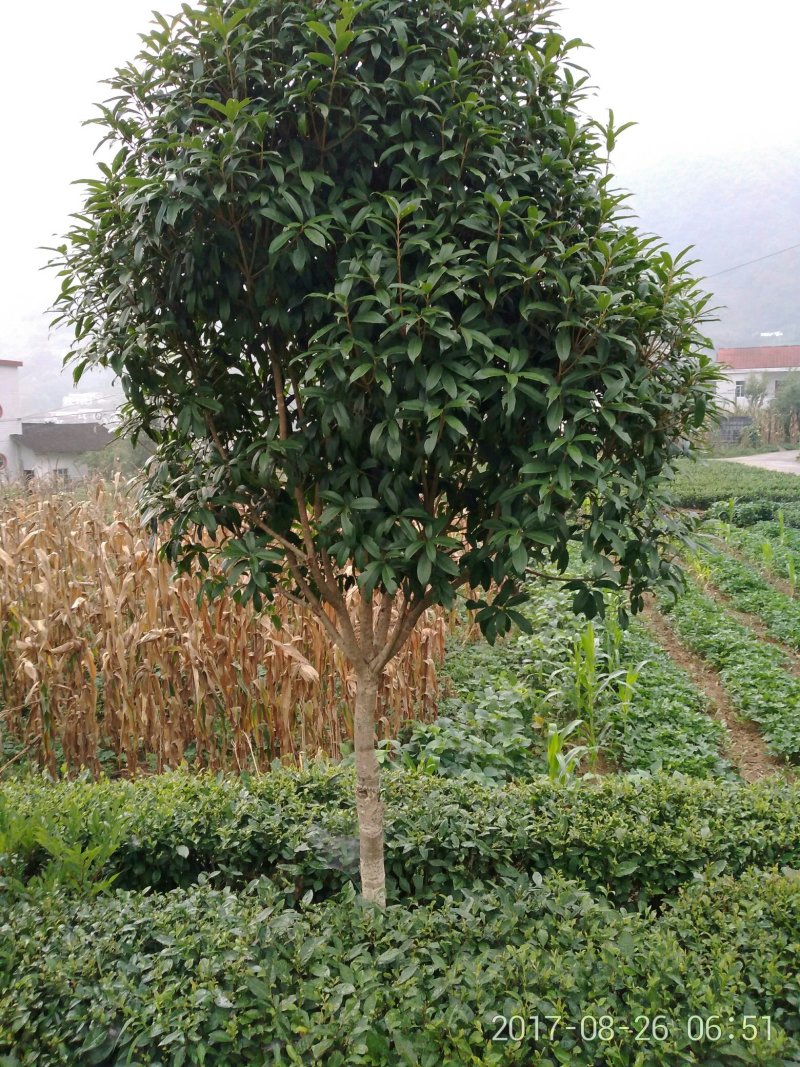 黄金桂花树苗黄金桂花树苗黄金桂花树苗黄金桂花树苗