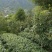 黄金桂花树苗黄金桂花树苗黄金桂花树苗黄金桂花树苗