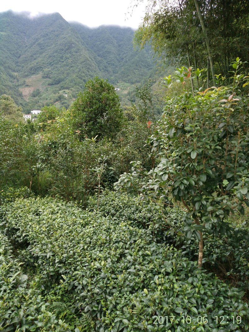 黄金桂花树苗黄金桂花树苗黄金桂花树苗黄金桂花树苗