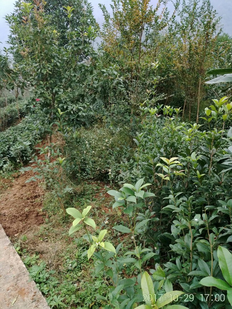 黄金桂花树苗黄金桂花树苗黄金桂花树苗黄金桂花树苗