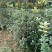 黄金桂花树苗黄金桂花树苗黄金桂花树苗黄金桂花树苗