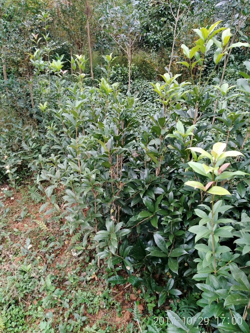 黄金桂花树苗黄金桂花树苗黄金桂花树苗黄金桂花树苗