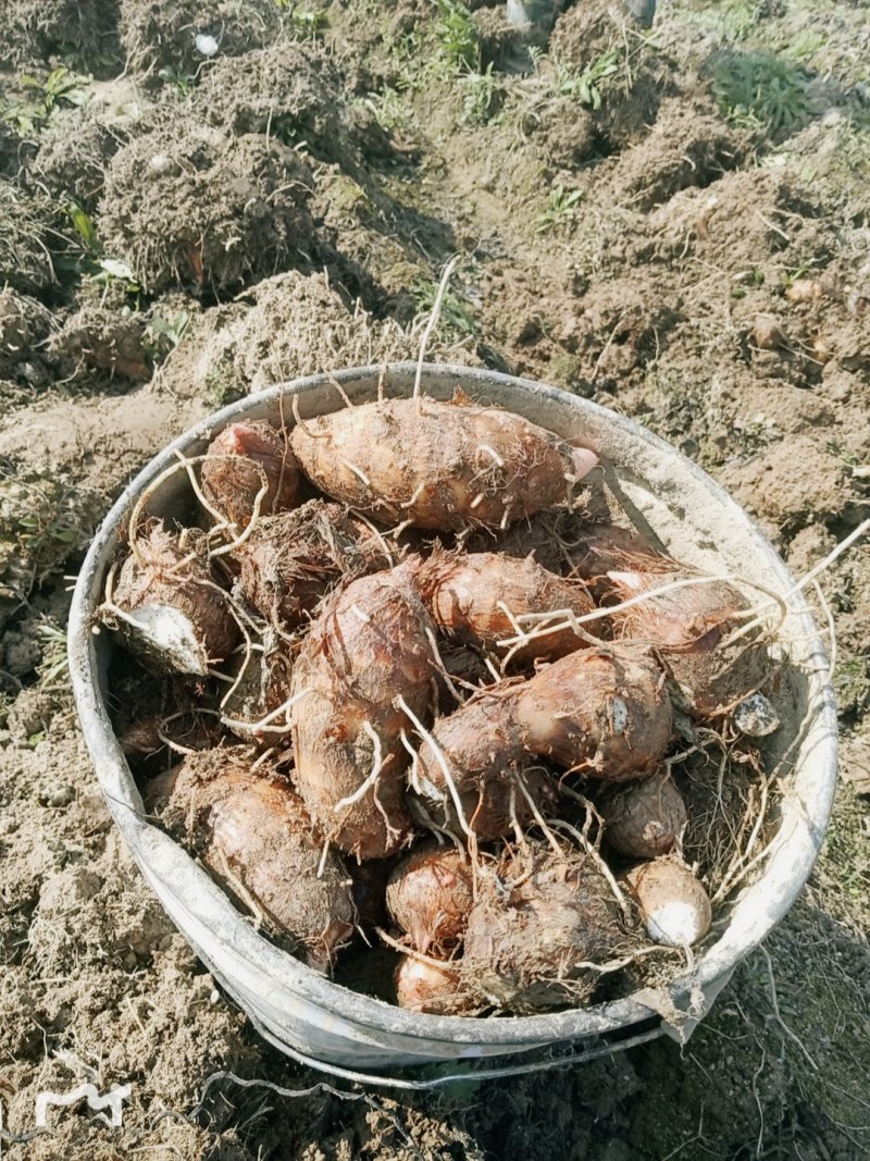 红牙芋