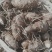 红牙芋