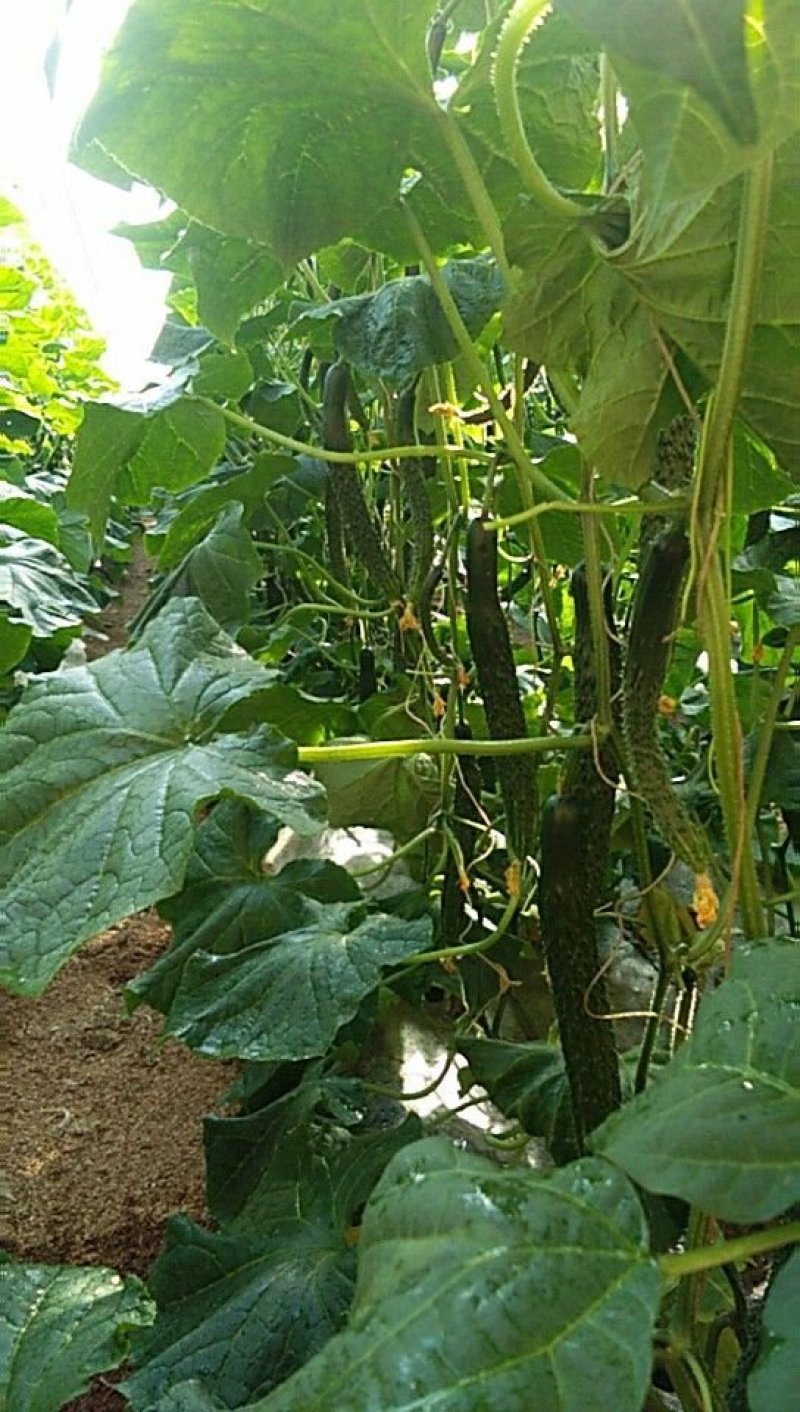 乾德107全雌油亮粗把头圆秋冬冬春栽培黄瓜
