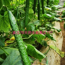 乾德107全雌油亮粗把头圆秋冬冬春栽培黄瓜