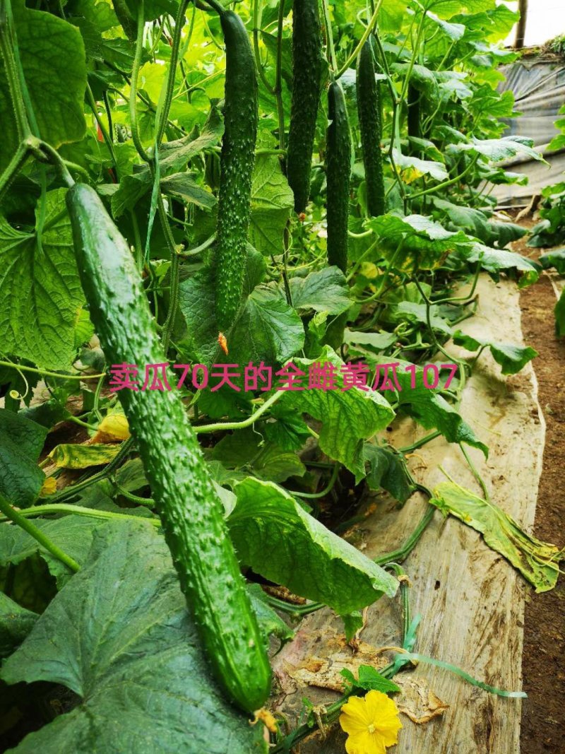 乾德107全雌油亮粗把头圆秋冬冬春栽培黄瓜