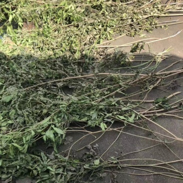 五指柑，牡荆段子