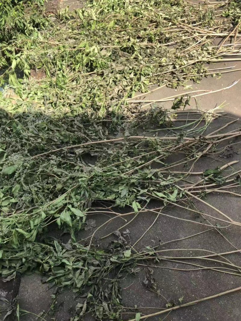 五指柑，牡荆段子