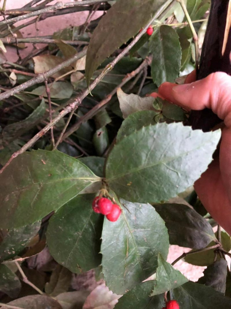 肿节风