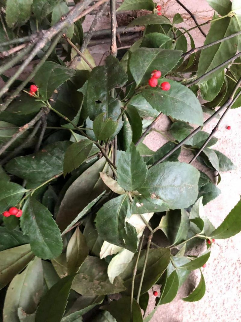 肿节风
