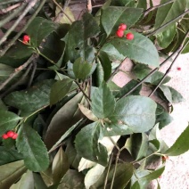 草珊瑚鲜货