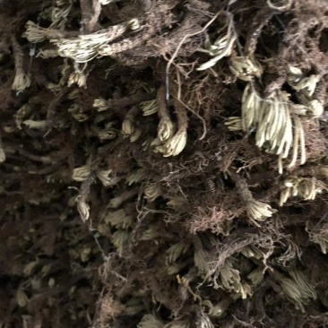 卷柏，还魂草