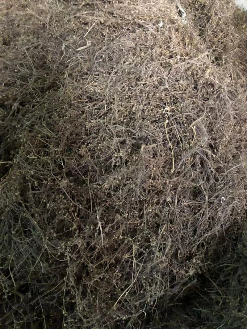 白花蛇舌草