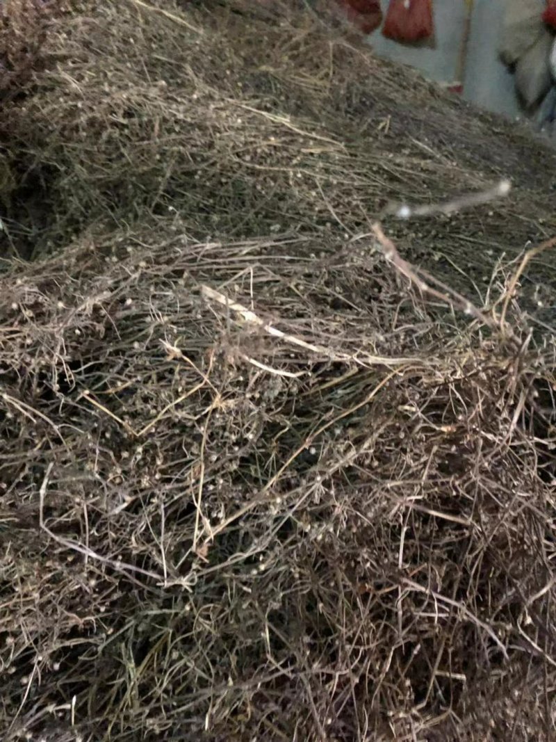 白花蛇舌草