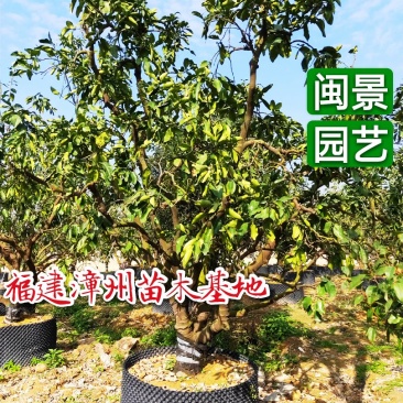 蜜柚福建漳州闽景园艺场