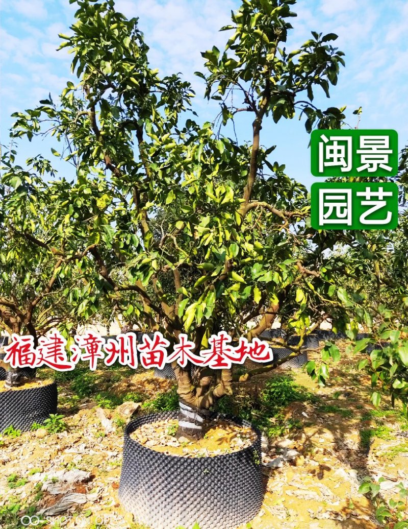 蜜柚福建漳州闽景园艺场