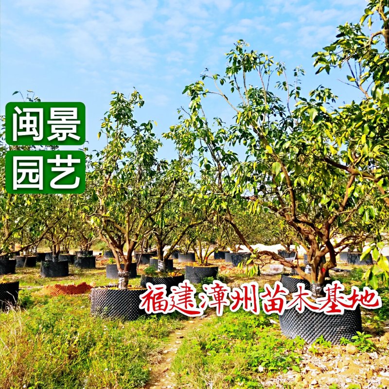 蜜柚福建漳州闽景园艺场