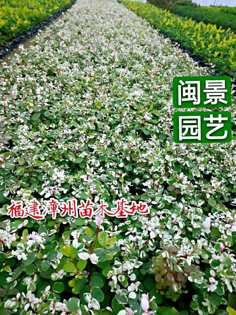雪花木白雪木白雪公主高15–30福建漳州苗木基地
