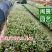 雪花木白雪木白雪公主高15–30福建漳州苗木基地