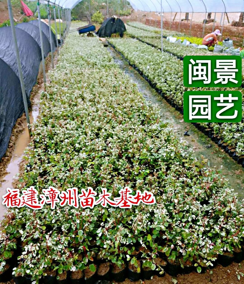 雪花木白雪木白雪公主高15–30福建漳州苗木基地