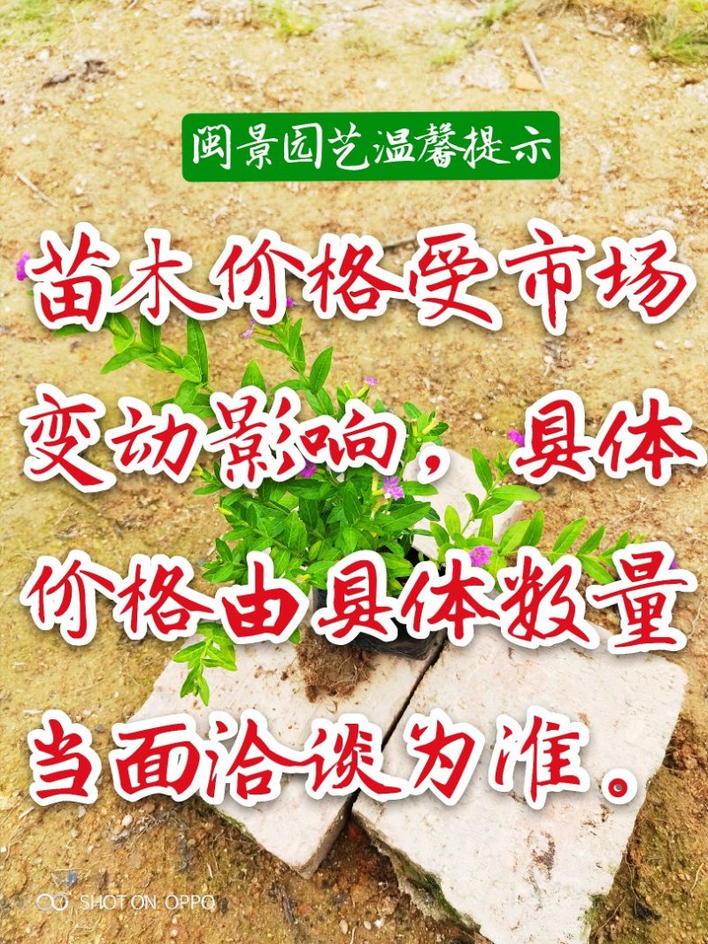 雪花木白雪木白雪公主高15–30厘米福建漳州苗木基地
